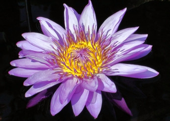 Obraz premium Violet Lily Flower