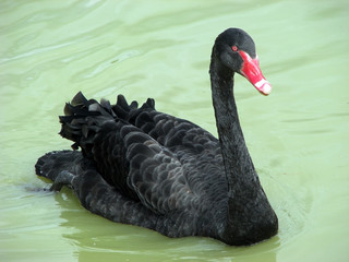 Fototapeta premium black swan