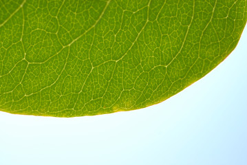 Hanging leaf, texture.