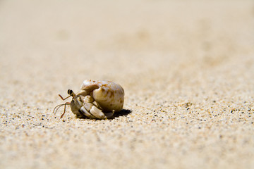 slow hermit crab on the white samoan beach