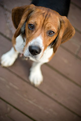 A young beagle dog looking at the camera out of curiosity.