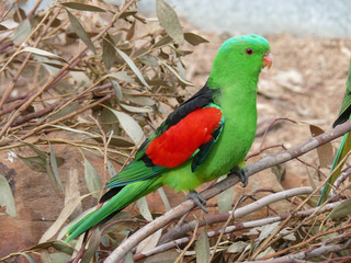 red winged parrot