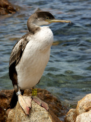 Uccello migratore