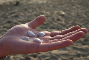 four shells on hand with sand as background