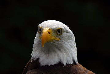 American Bald Eagle
