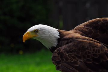 American Bald Eagle