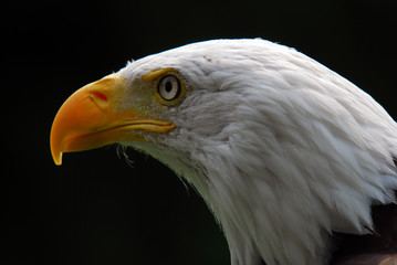 American Bald Eagle
