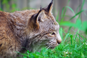 Lynx