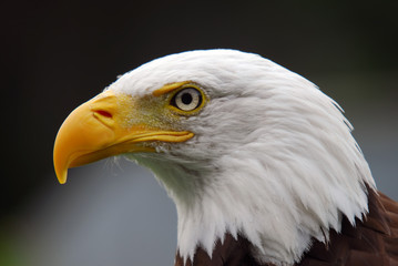 American Bald Eagle