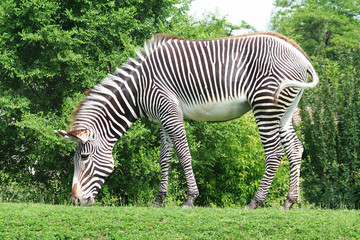 Fototapeta na wymiar Complete shot of Zebra on a hill