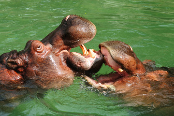 Two Hippopotamus playing with each other in the water