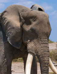 Fototapeta na wymiar stary słoń, Park Narodowy Amboseli, Kenia