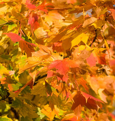 autumn leaves, very shallow focus
