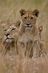 Fototapeta na wymiar Family of African Lions looking very alert