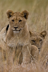 Family of African Lions looking very alert