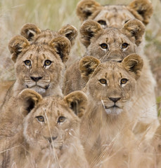 Obraz na płótnie Canvas Rodzina afrykańskich lwów patrząc bardzo czujny