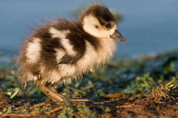 Fluffy looking Egyptian goose chick on the waters edge