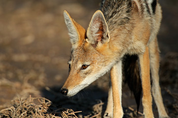 Black-backed Jackal (Canis mesomelas), Kalahari, South Africa