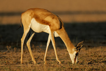 Springbok (Antidorcas marsupialis), Kalahari, South Africa