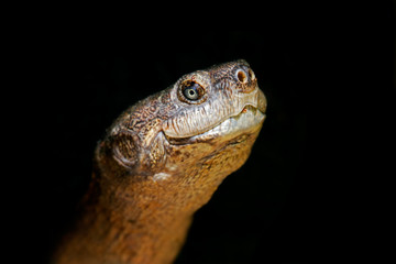 Serrated hinged terrapin (Pelusios sinuatus), South Africa