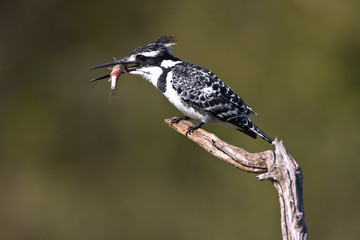 Pied Kingfisher on pirtch with catch in beak
