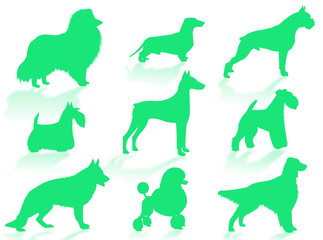 Cani in silhouette