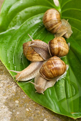 Four snails on a wet leaf