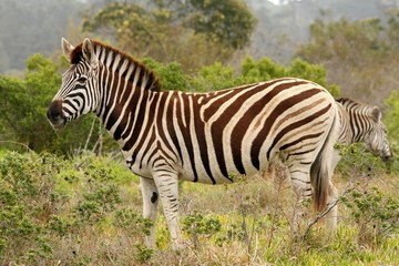 Fototapeta na wymiar Handsome Burchell's zebra standing in the African bush