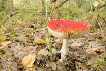 fly-agaric mushroom in the forest