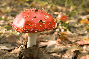 fly-agaric mushroom