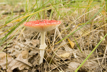 fly-agaric mushroom