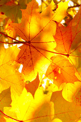 Beautiful autumn yellow maple leaves close-up