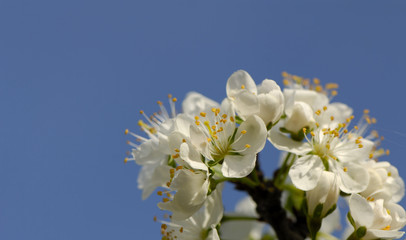 Fototapeta na wymiar Flowers plums on background of blue sky in garden