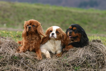 trio de jeune cavalier king charles