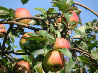 Pommes