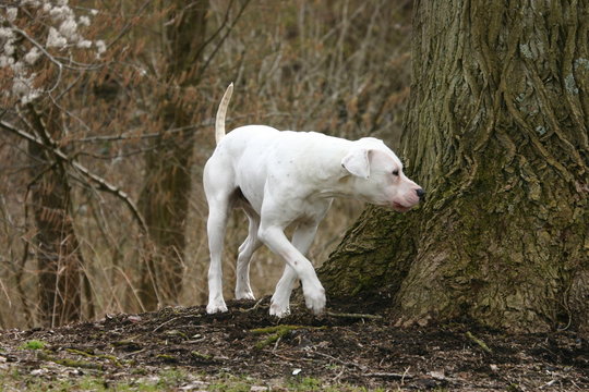le dogue reniflant un arbre