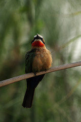 Weißstirnbienenfresser (Merops bullockoides)