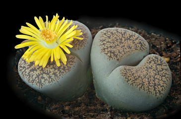 A flowering stone plant