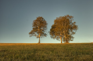 Fototapeta premium autumn color