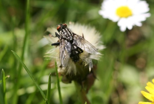 FLIEGE