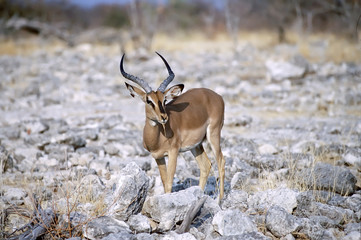 Black faced impala ram. Photographed in Namibia