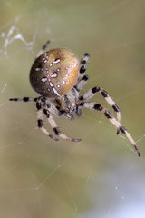 Epeire (Araneus quadratus) dans sa toile