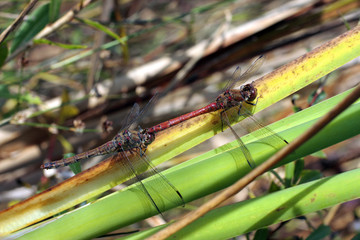 Accouplement de libellules