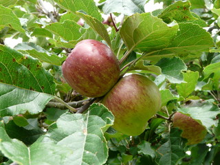 pomme dans les feuilles