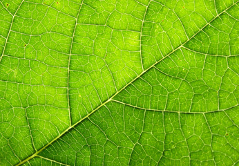 Fototapeta na wymiar Struktura liści jak piękne zielone tło