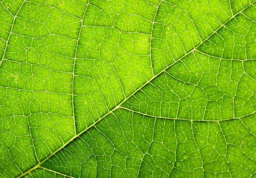 leaf structure as beautiful green background