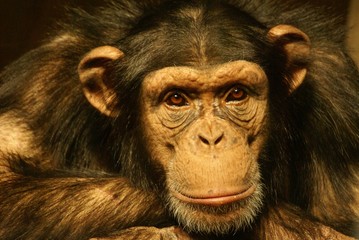 Chimpanzée, Pan troglodytes