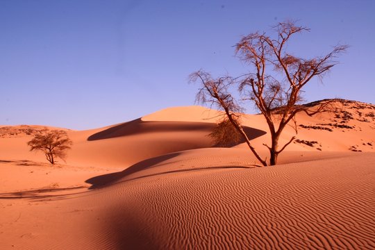 Dunes (Egypt)