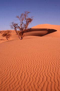 Dunes (Egypt)