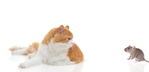 Cat staring at a mouse isolated on white